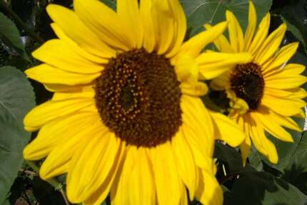 Grundstück zu verkaufen in Undorf 93.000 € 286 m² zimmer