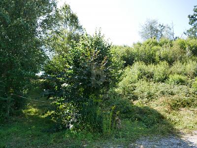 INVESTOREN: BAU EINES MEHRFAMILIENHAUS ODER 2 DHH - Grundstück Regenstauf | Angebot:27233843