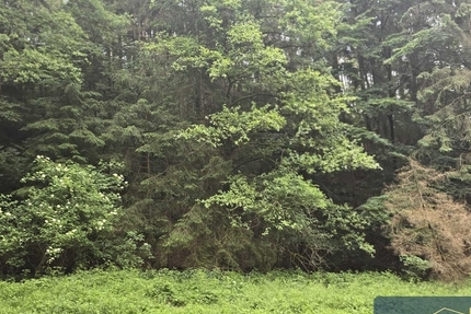 rießiges Waldgrundstück in Bayern Grafenwinn Regenstauf zu verkaufen 100 jähriger Baumbestand Wald