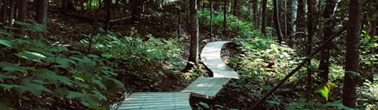 Baumwipfelpfad Bayerischer Wald