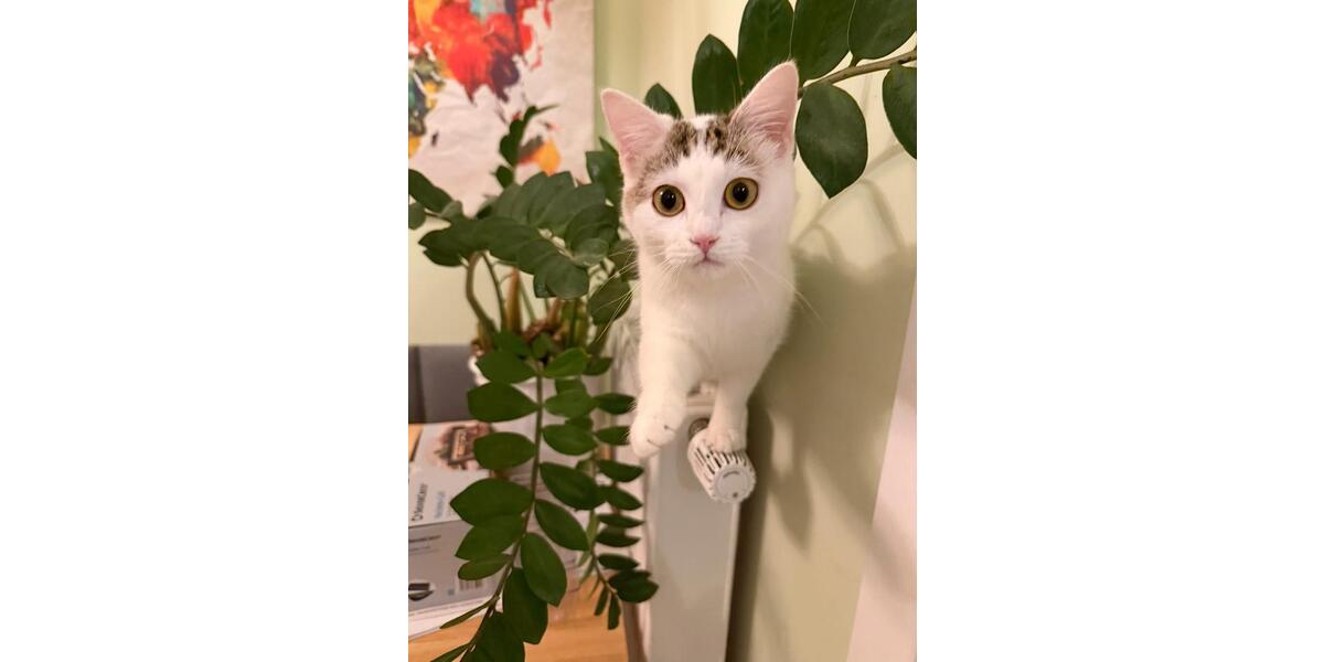 Etagenwohnung Regensburg Brandlberg - 1 Zimmer, 14 m&sup2;, 549&euro; | Angebot:26322567