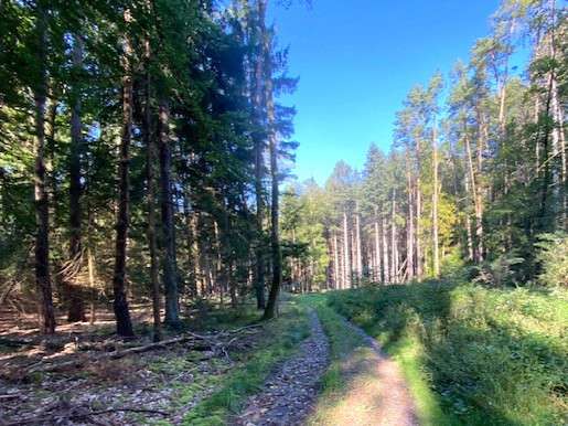 Grundstück in Pentling Matting 92.000 € 15433 m² zimmer