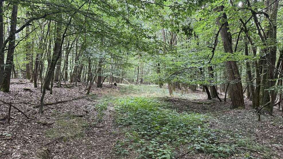 Grundstück in Schwandorf Ettmannsdorf 563.000 € 187942 m²