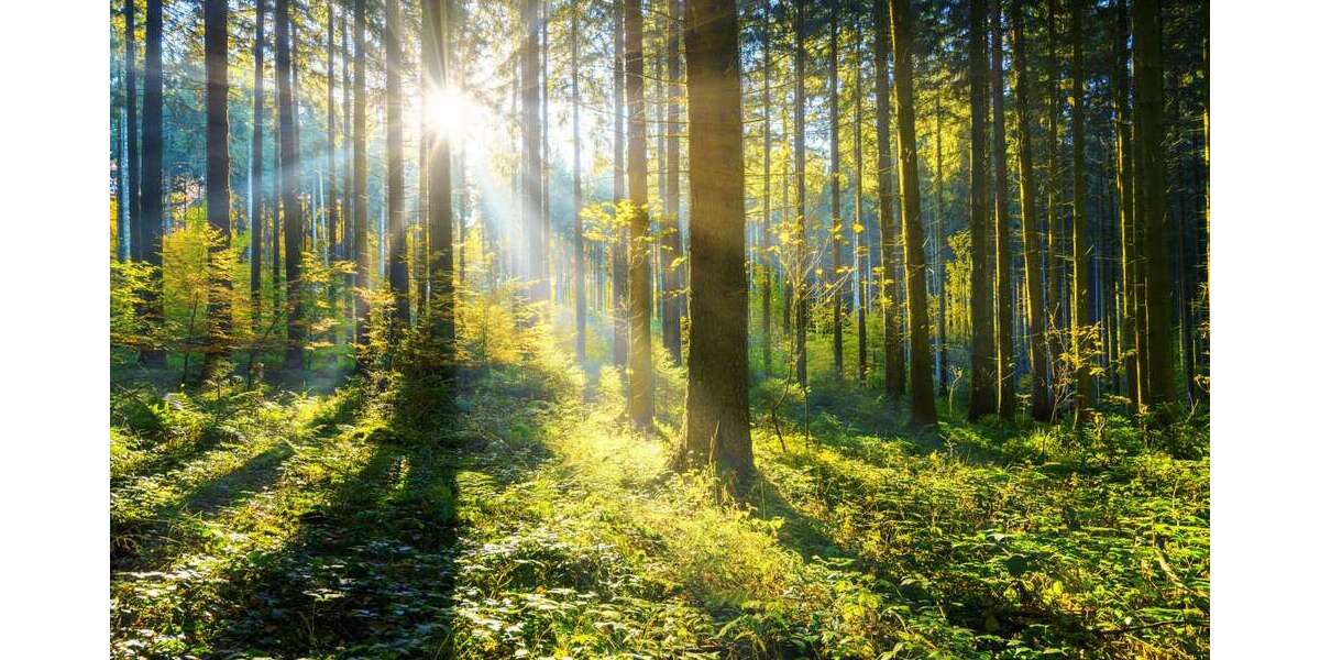 Grundstück in Pentling Matting 35.000 € 5880 m² zimmer